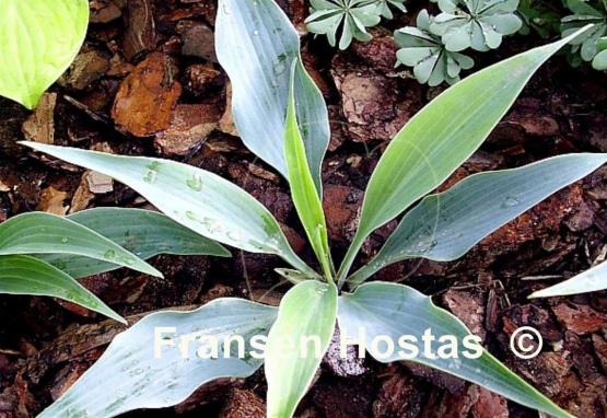 Hosta Blue Sliver